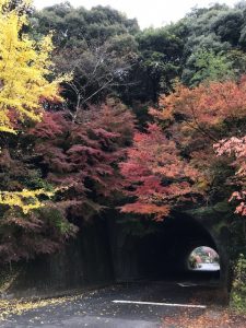 耶馬渓の紅葉ー撮影spotめぐりー 日本遺産 やばけい遊覧 公式サイト 耶馬渓spirits